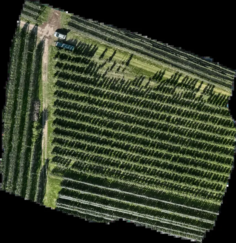 Frutteto visto dal drone